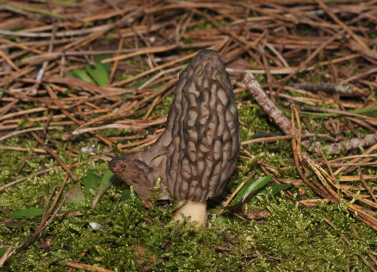 Morchella sp. -  Escursione